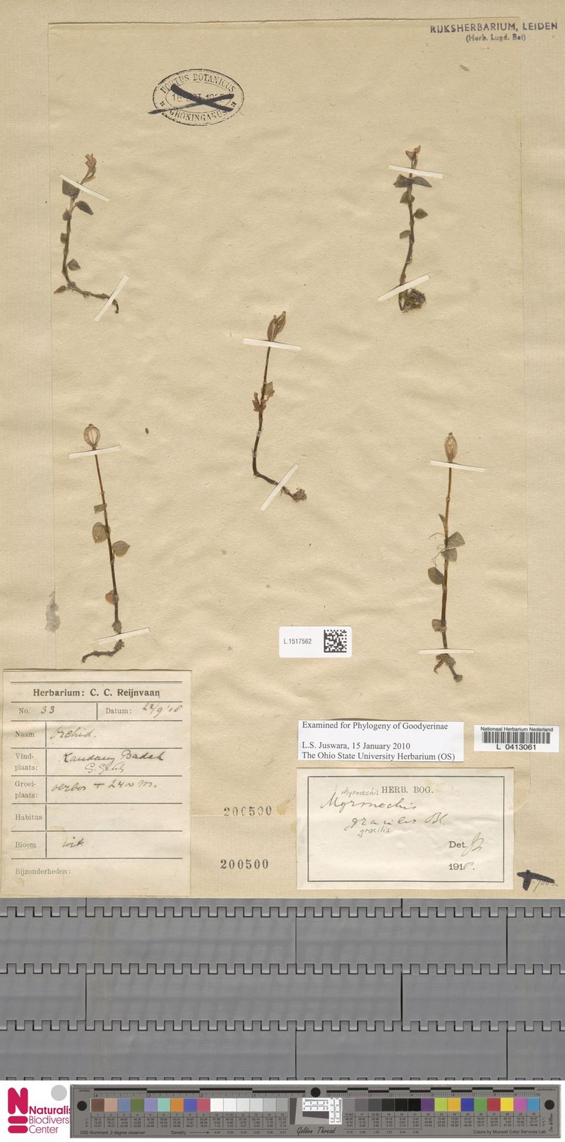 Odontochilus gracilis photo 3