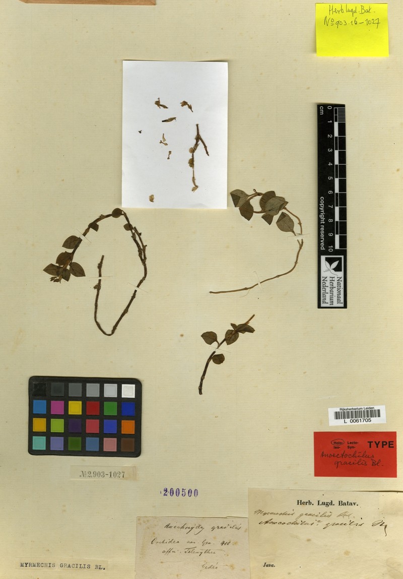 Odontochilus gracilis photo 5