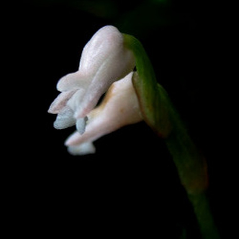 Odontochilus gracilis