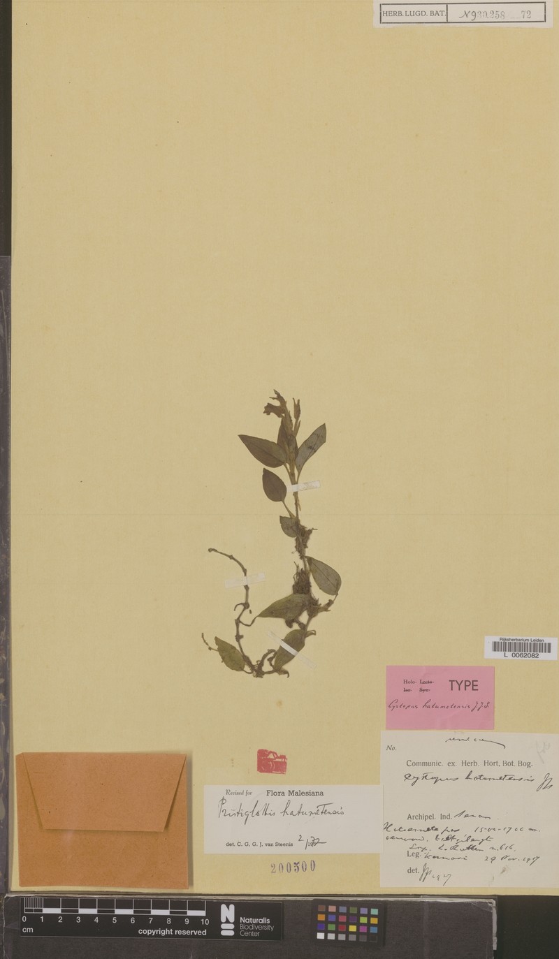 Odontochilus hatumetensis