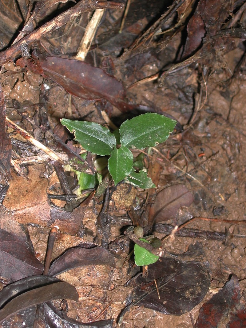 Odontochilus integrus
