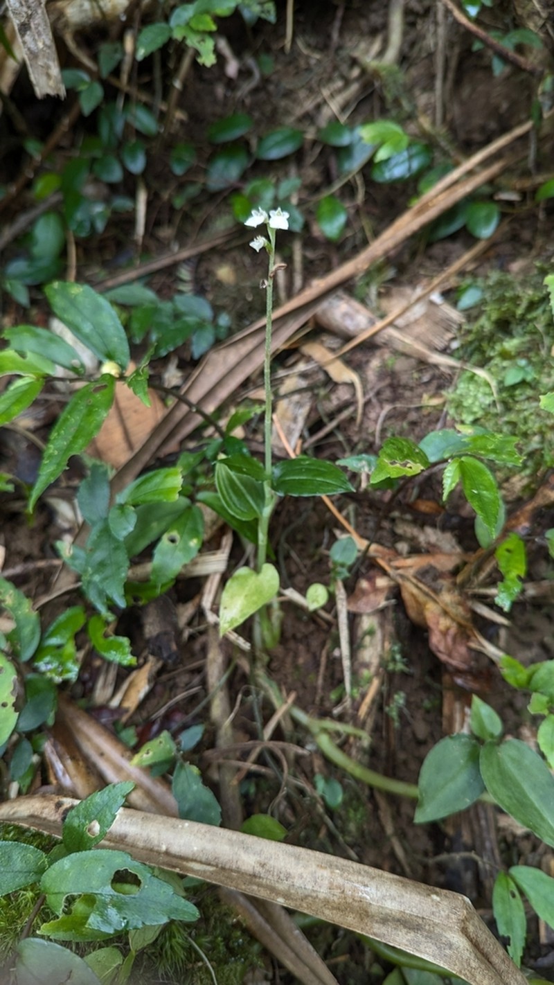 Odontochilus integrus photo 2