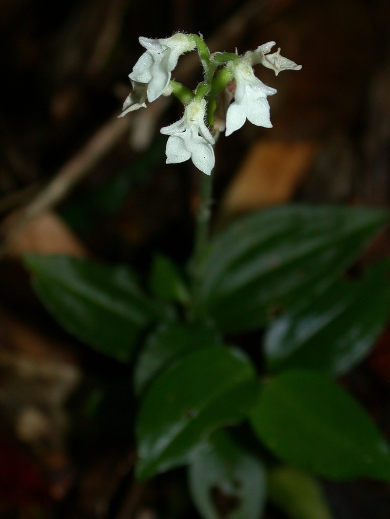 Odontochilus integrus photo 3