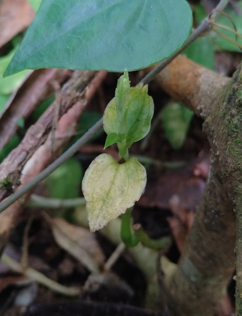 Odontochilus integrus photo 4