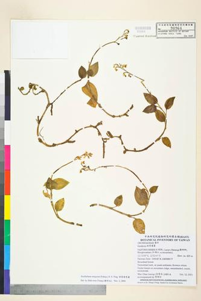Odontochilus integrus photo 5