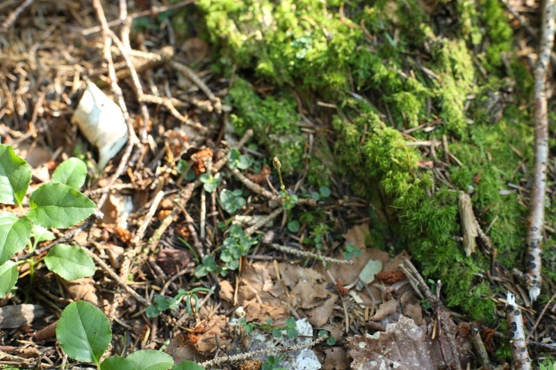 Odontochilus japonicus