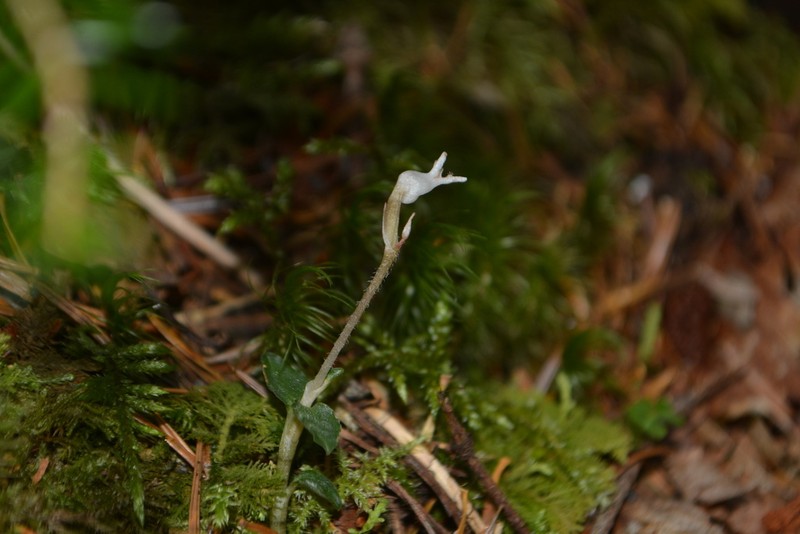 Odontochilus japonicus photo 2