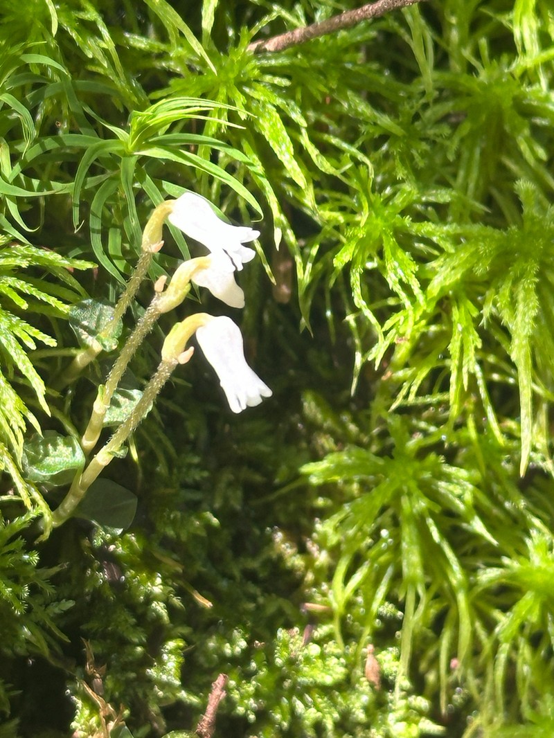 Odontochilus japonicus photo 3