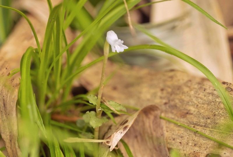 Odontochilus japonicus photo 4
