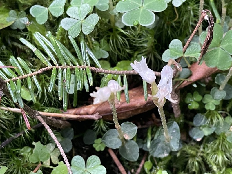 Odontochilus japonicus photo 5