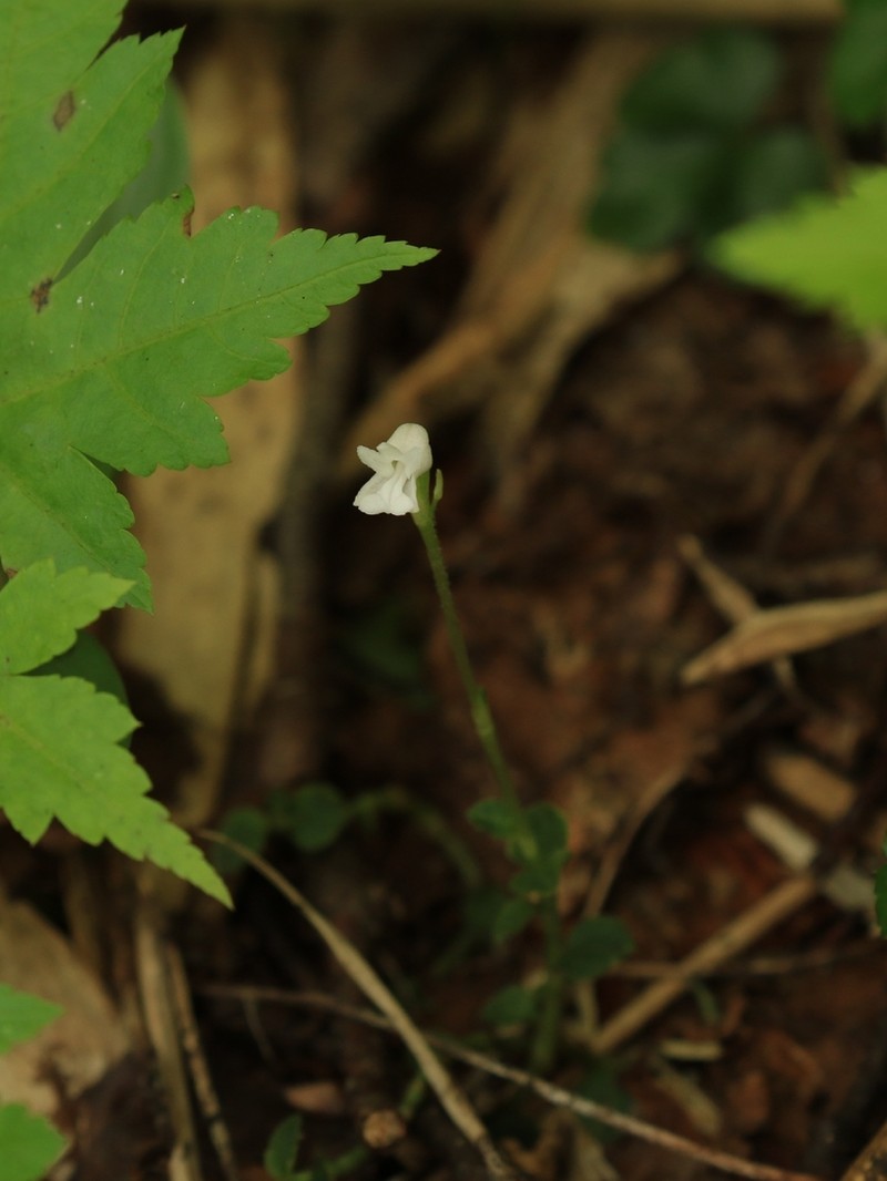 Odontochilus japonicus photo 6
