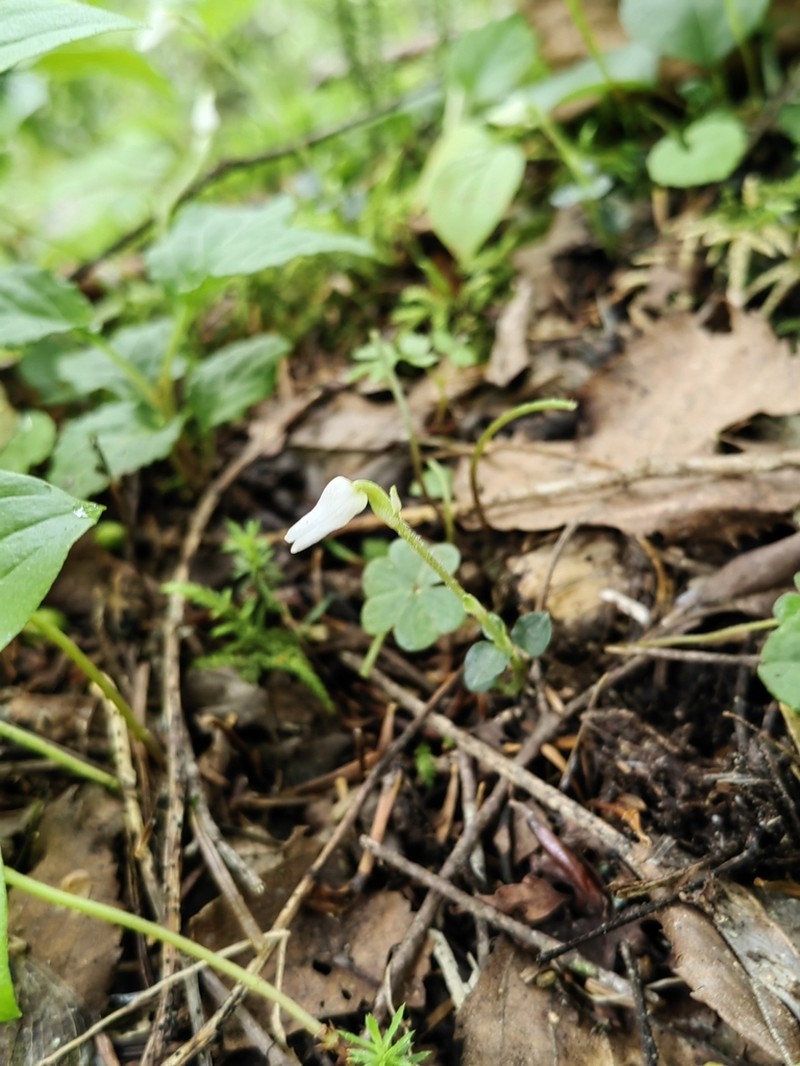 Odontochilus japonicus photo 8