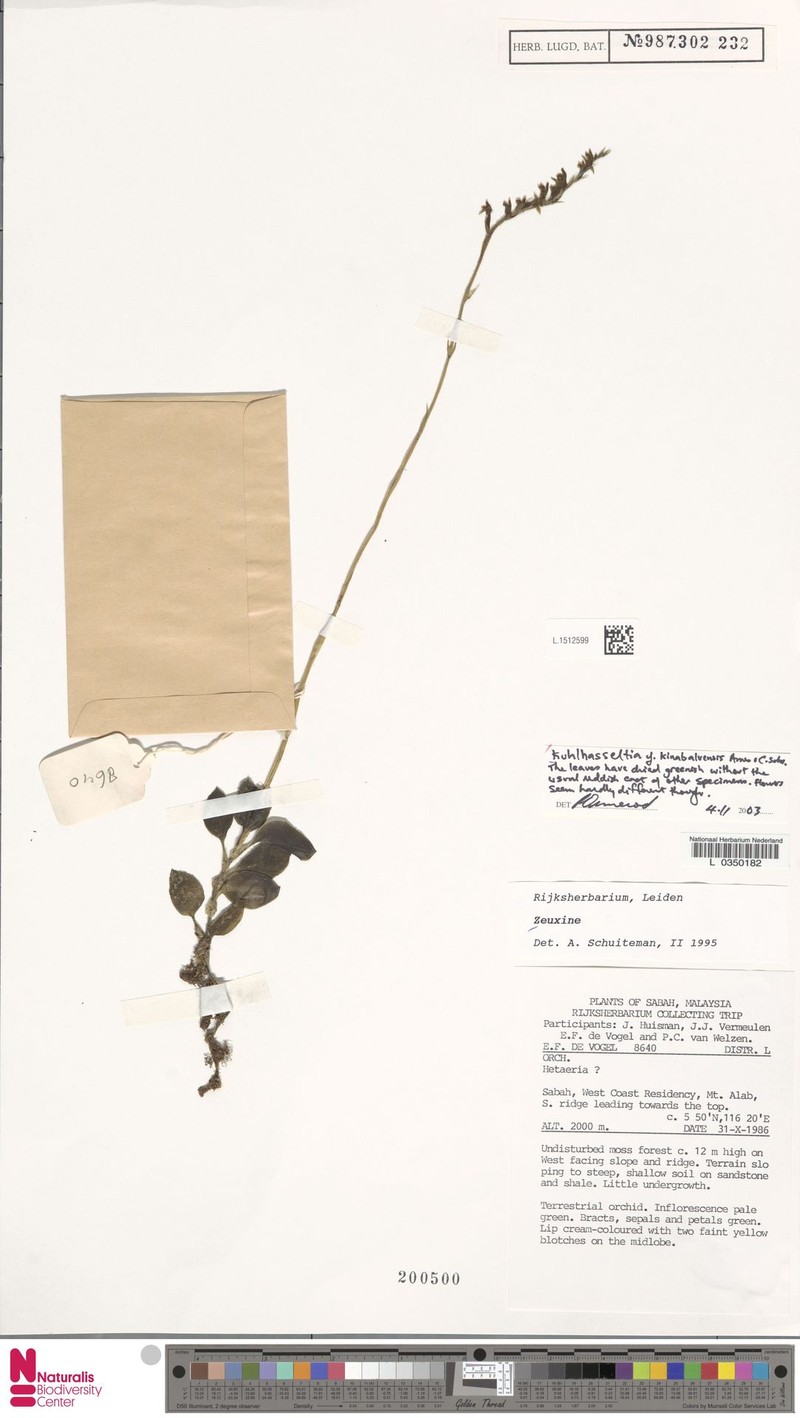 Odontochilus javanicus photo 2