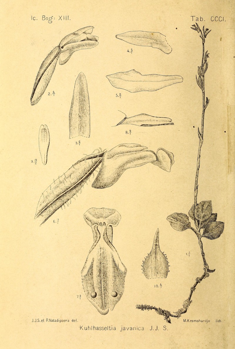 Odontochilus javanicus
