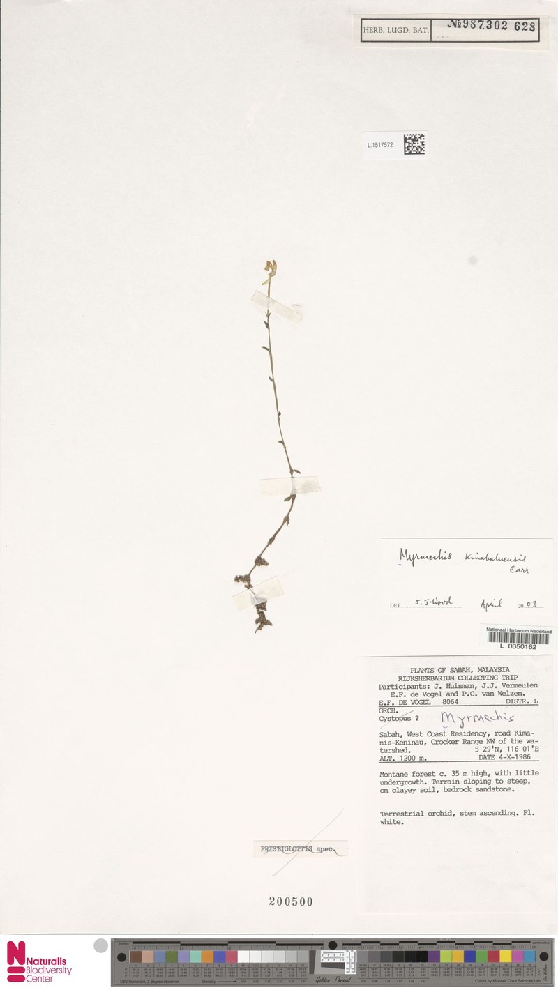 Odontochilus kinabaluensis