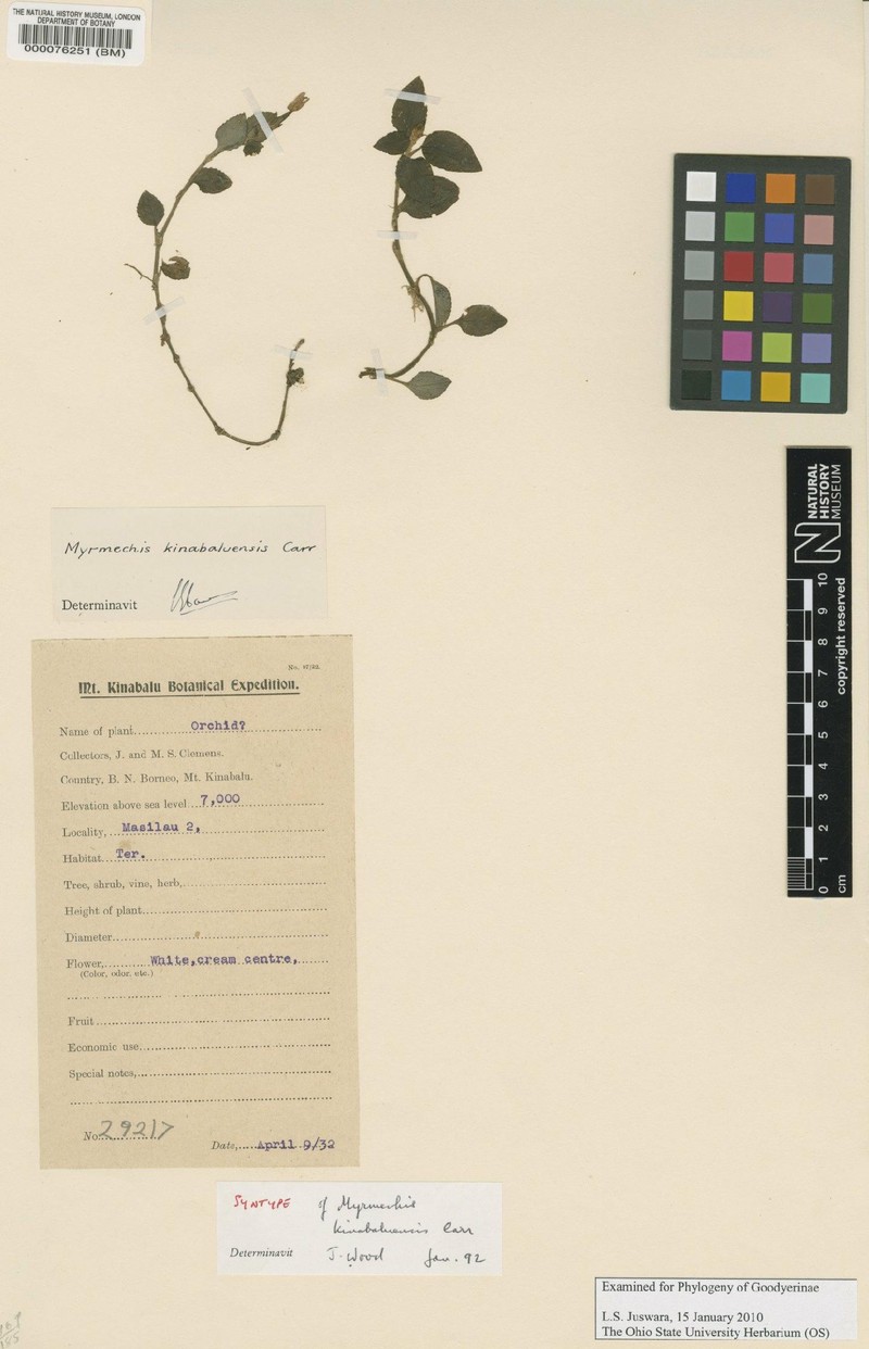 Odontochilus kinabaluensis photo 2