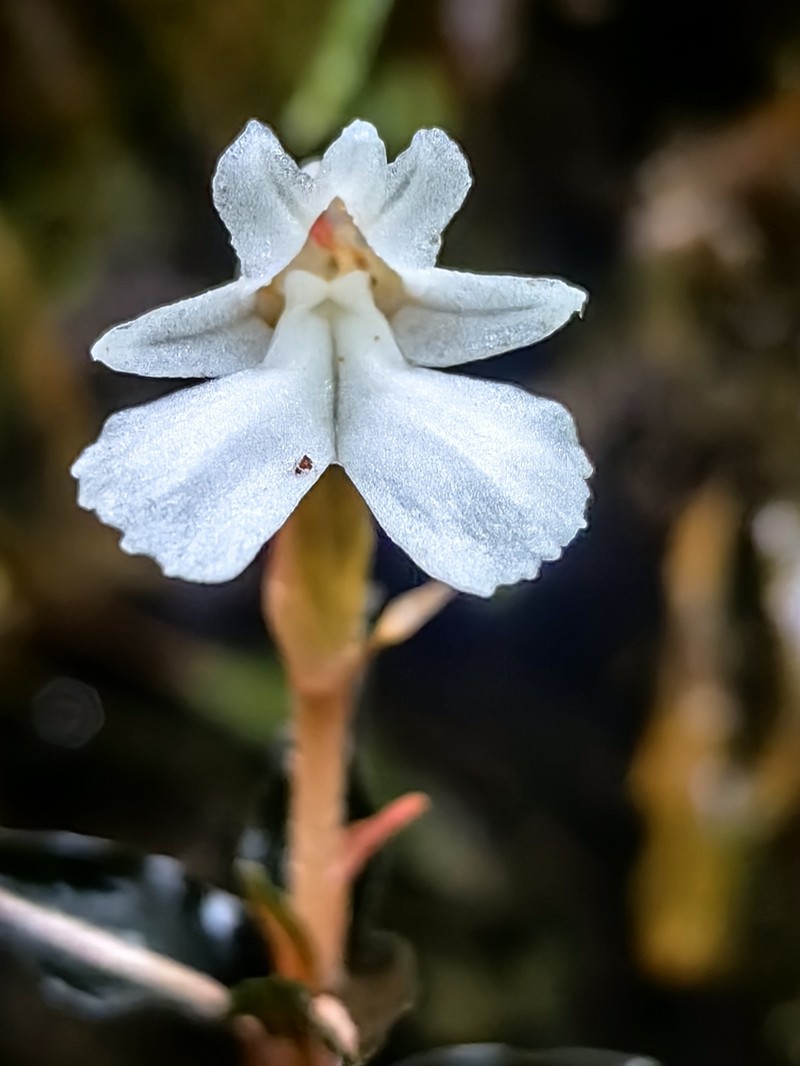 Odontochilus marivelensis photo 3