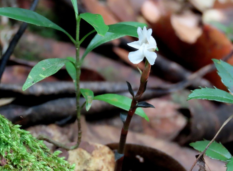 Odontochilus marivelensis photo 4
