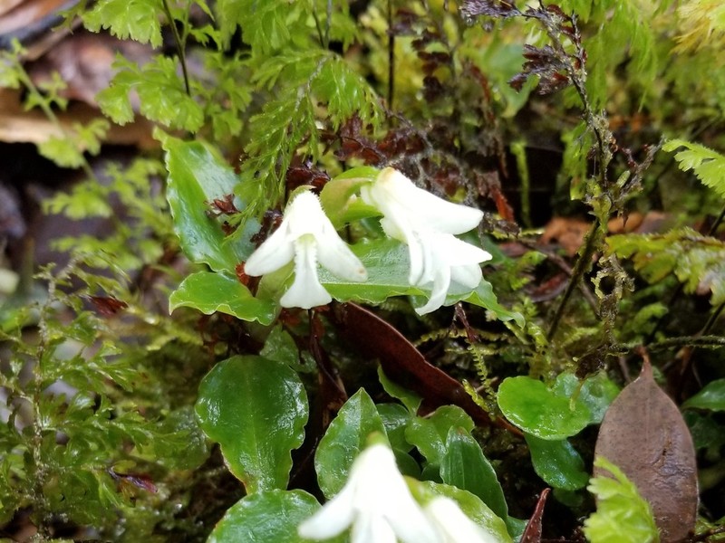 Odontochilus montanus
