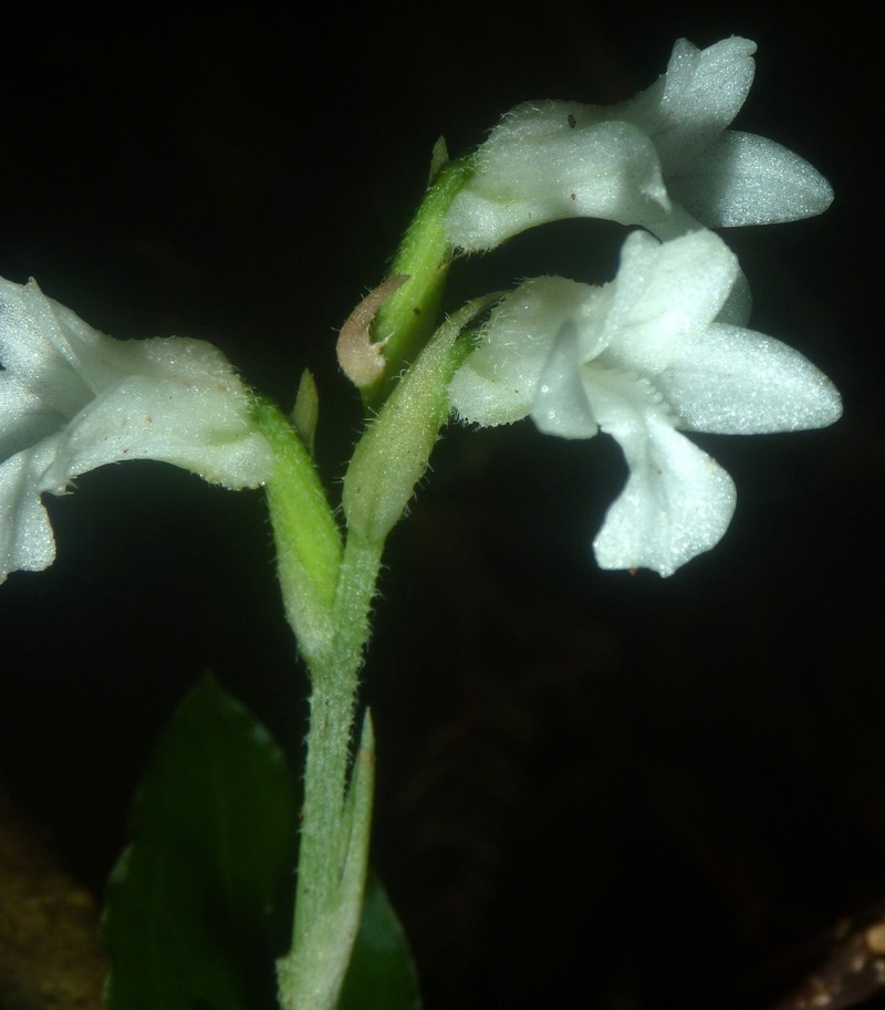 Odontochilus montanus photo 2