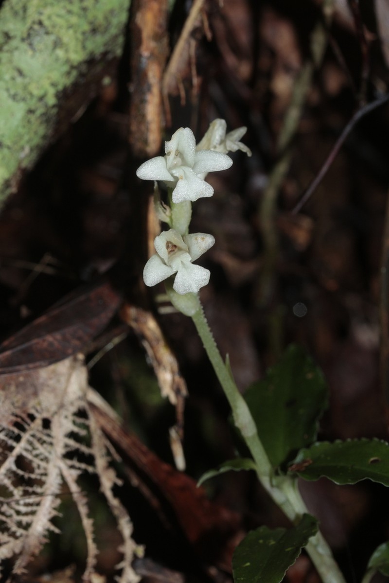 Odontochilus montanus photo 3