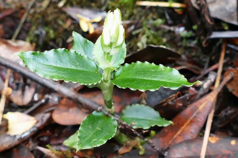Odontochilus montanus photo 4