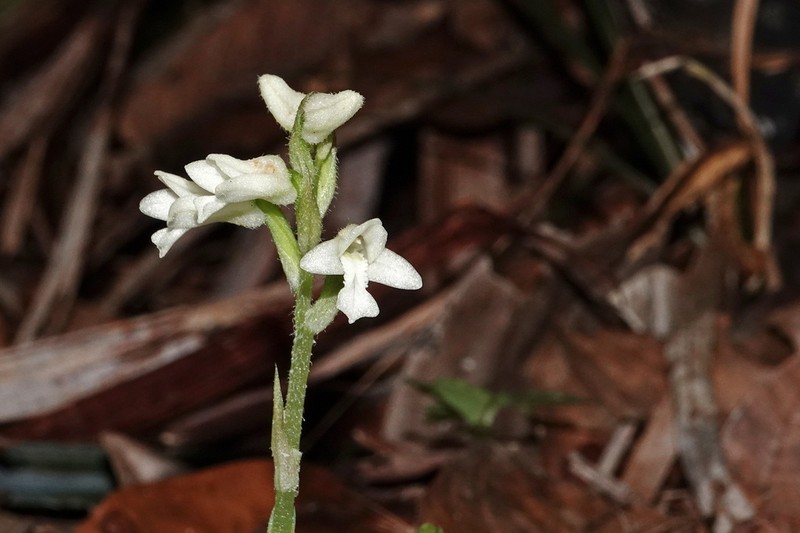 Odontochilus montanus photo 5