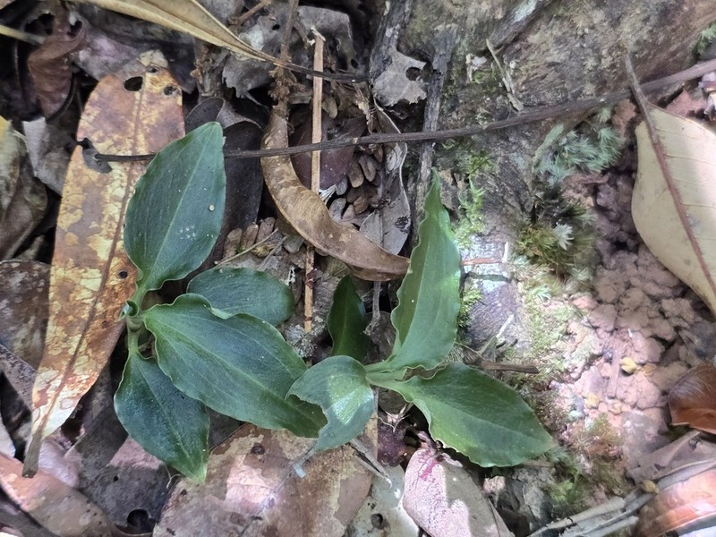Odontochilus montanus photo 6