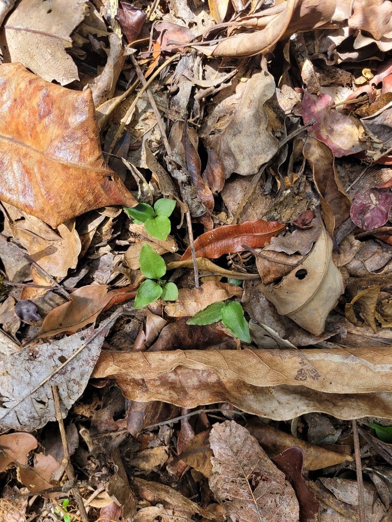 Odontochilus montanus photo 7