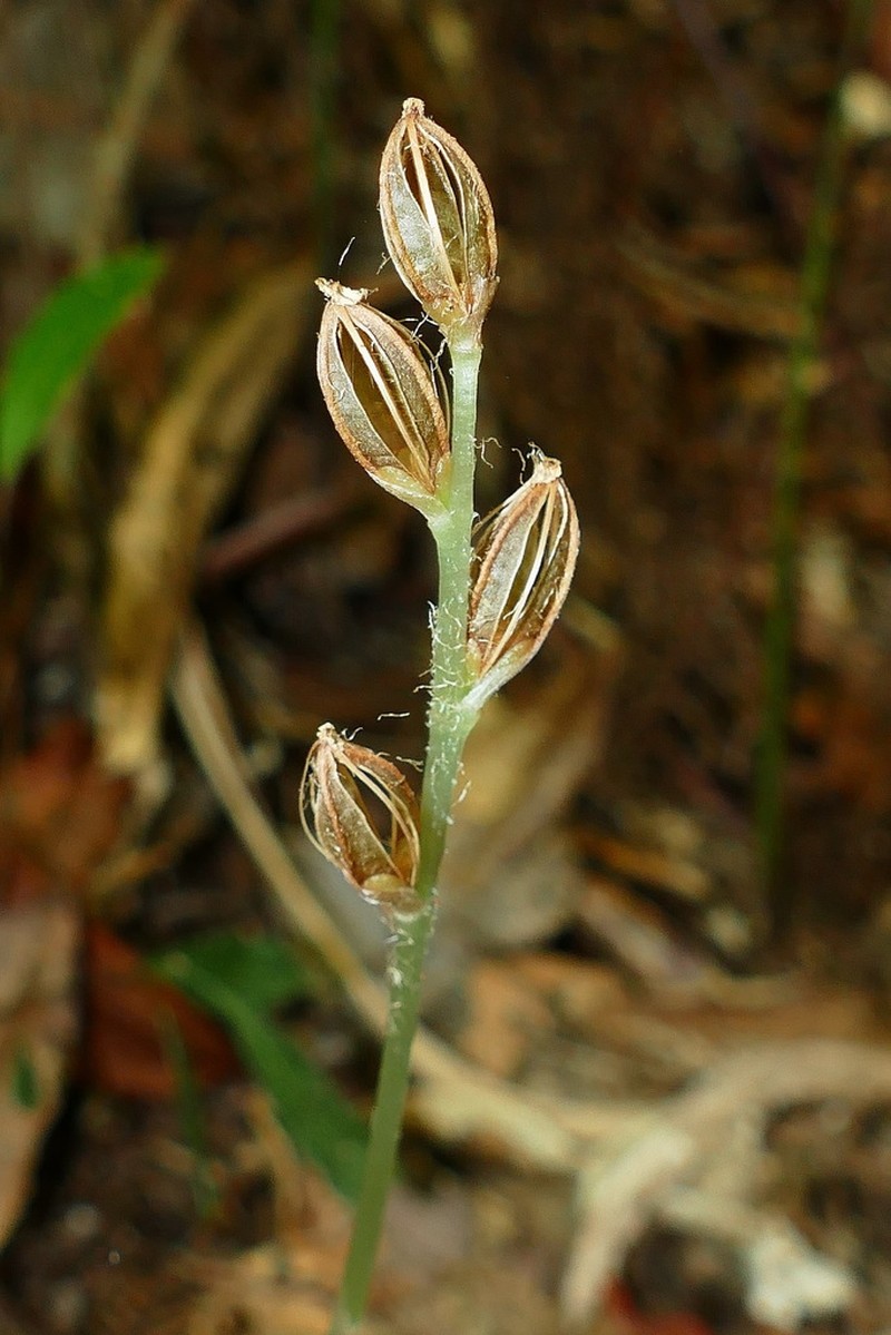 Odontochilus montanus photo 8
