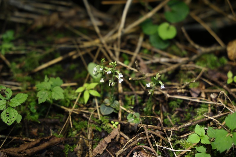 Odontochilus nakaianus photo 2