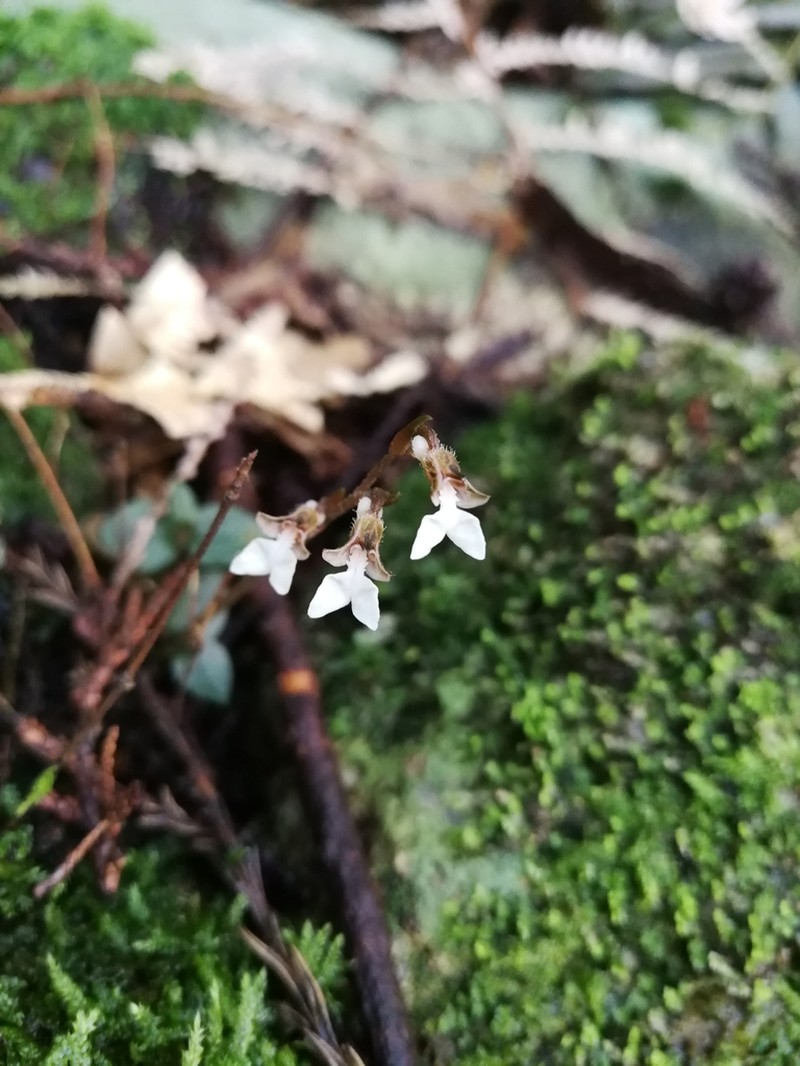 Odontochilus nakaianus photo 3