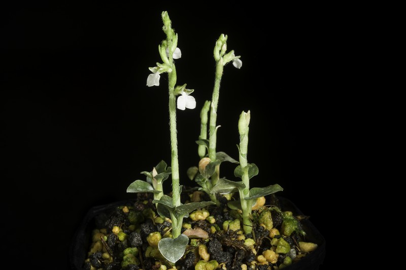 Odontochilus nakaianus