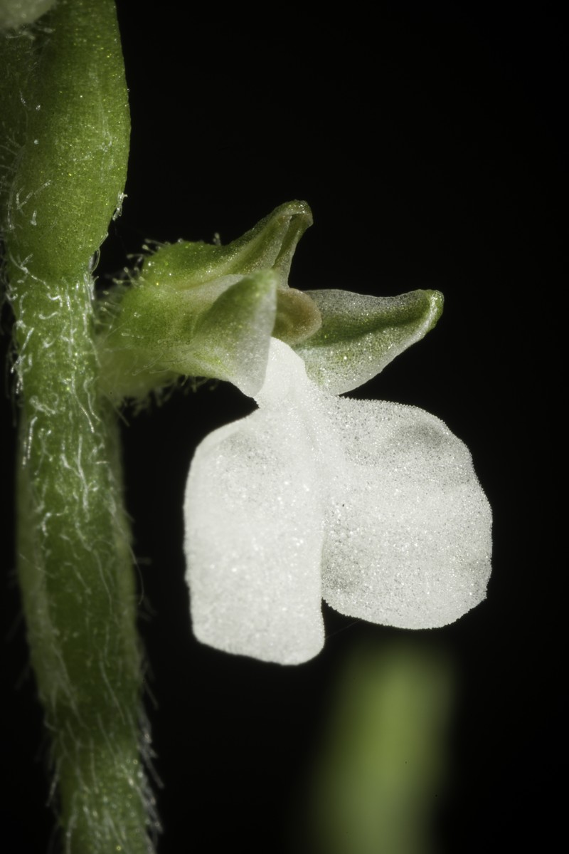 Odontochilus nakaianus photo 6