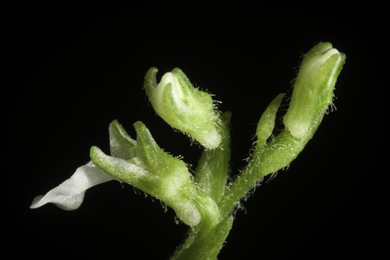 Odontochilus nakaianus photo 7