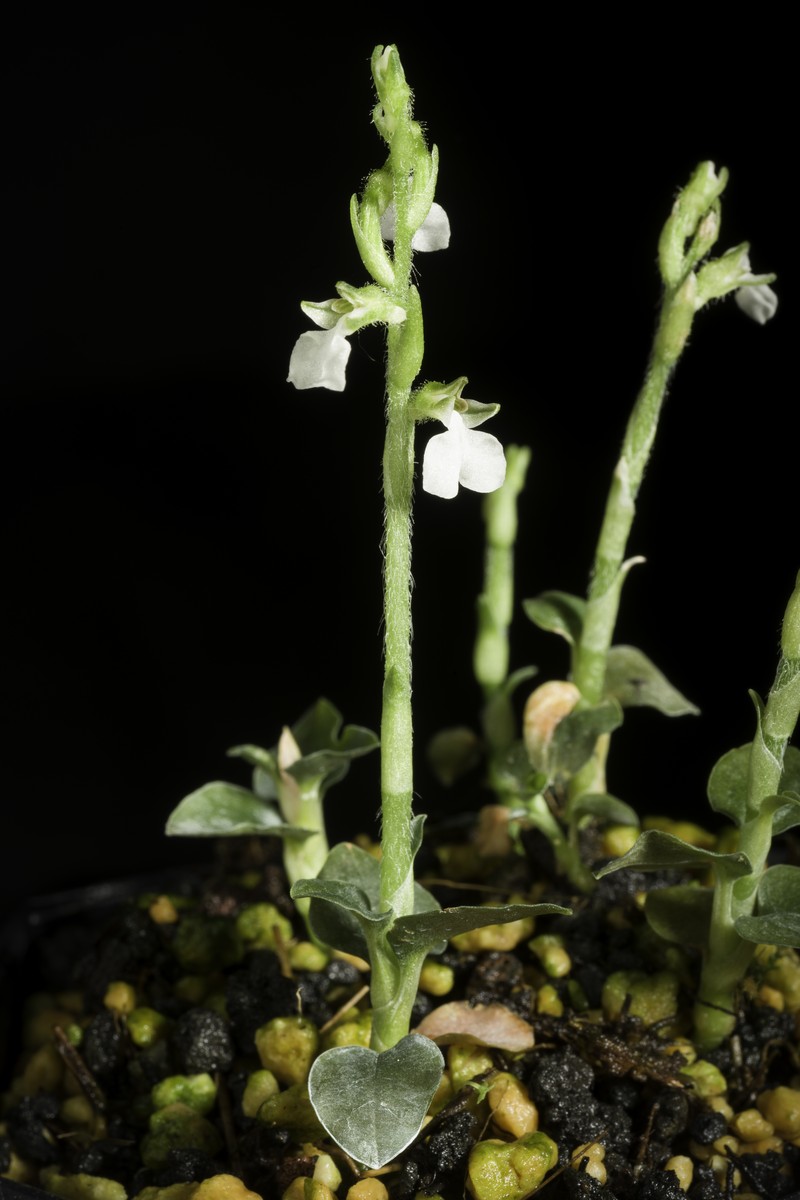Odontochilus nakaianus photo 8