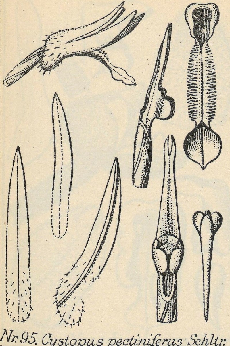 Odontochilus pectinifer