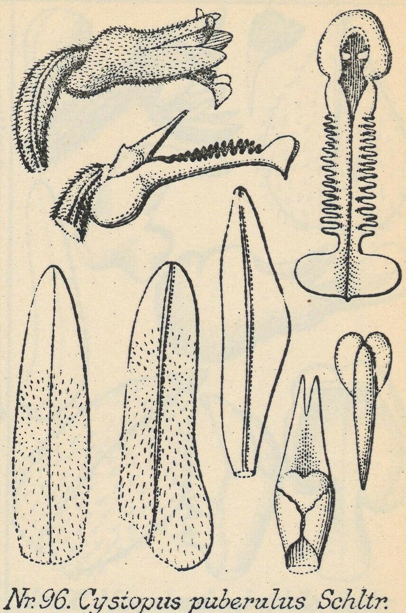Odontochilus puberulus