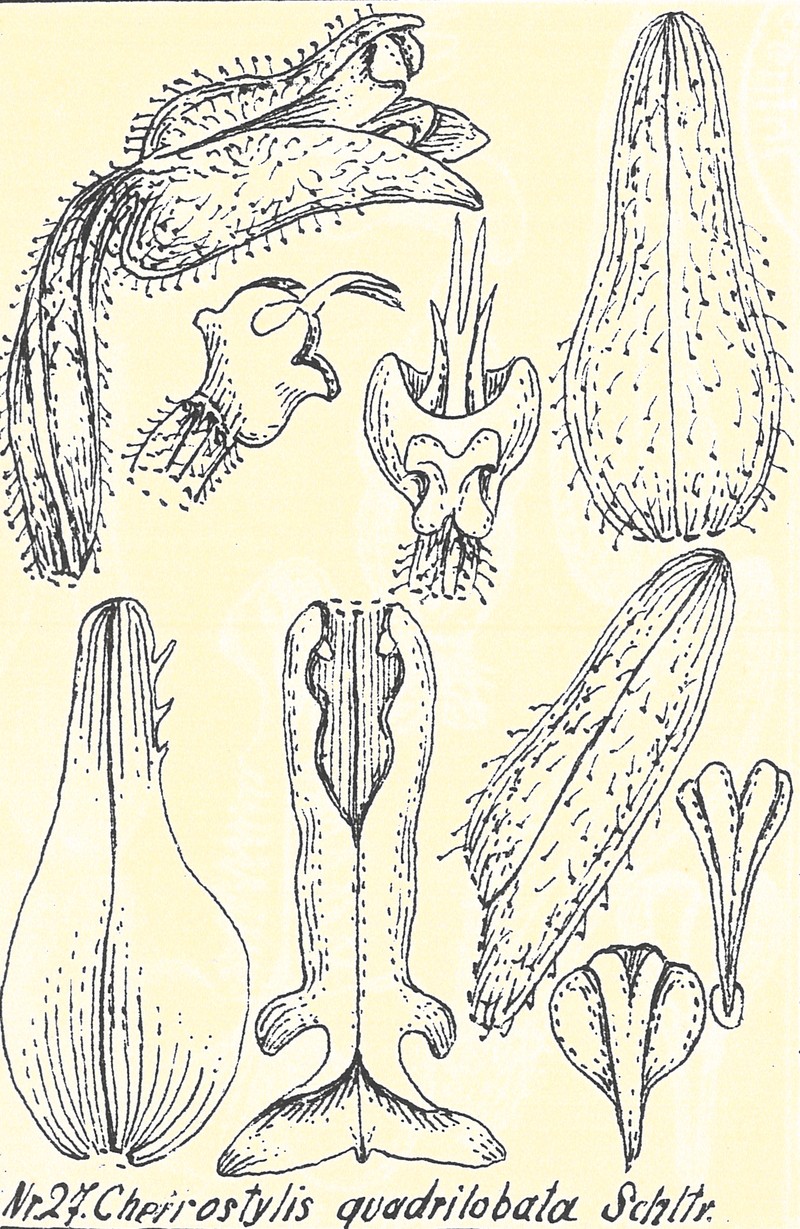 Odontochilus quadrilobatus