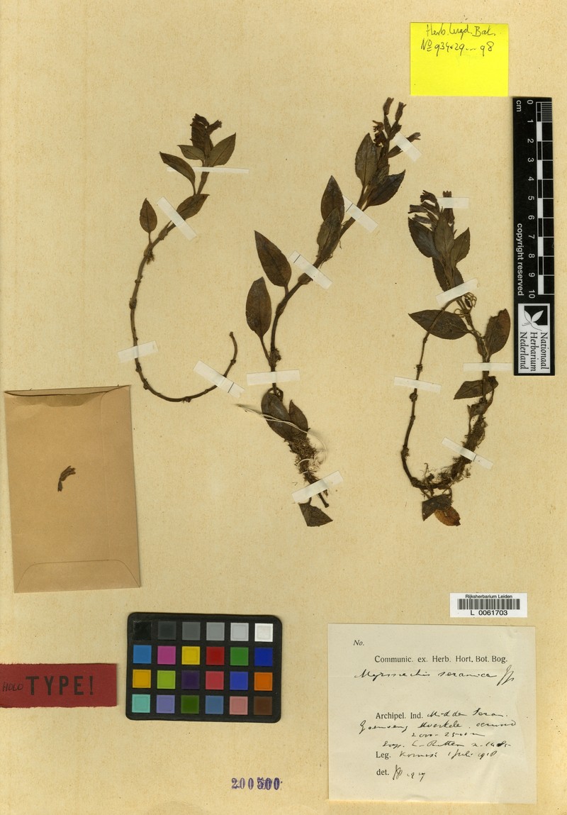 Odontochilus seranicus