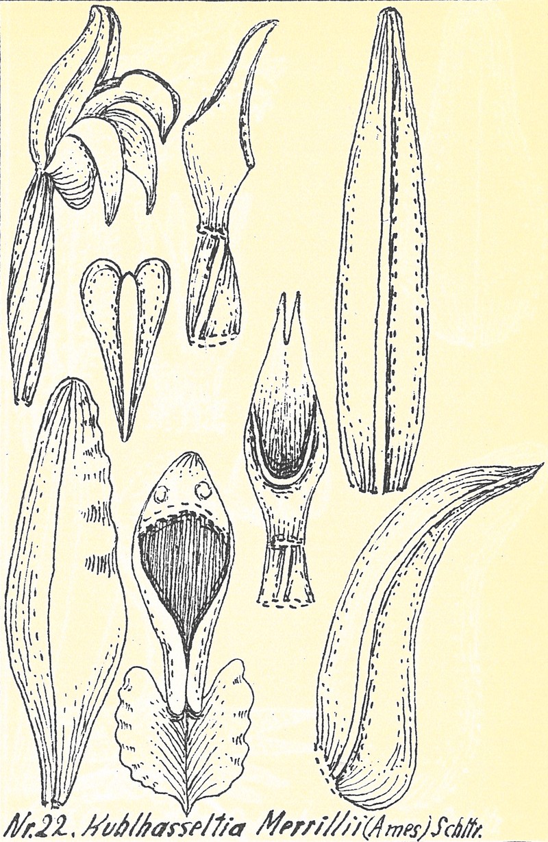 Odontochilus whiteheadii