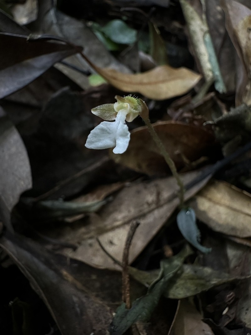 Odontochilus yakushimensis