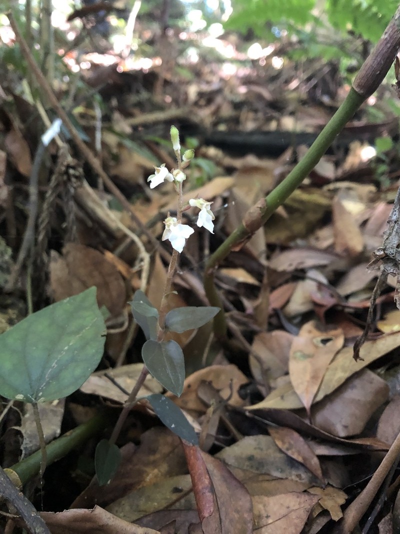Odontochilus yakushimensis photo 2