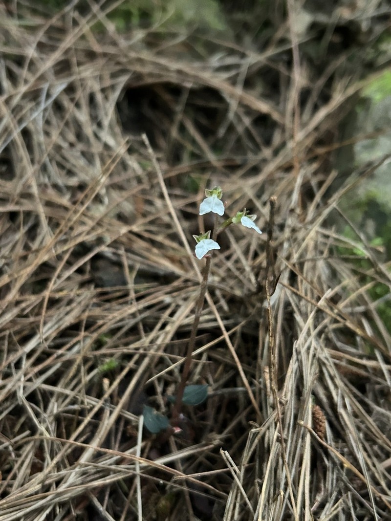 Odontochilus yakushimensis photo 3