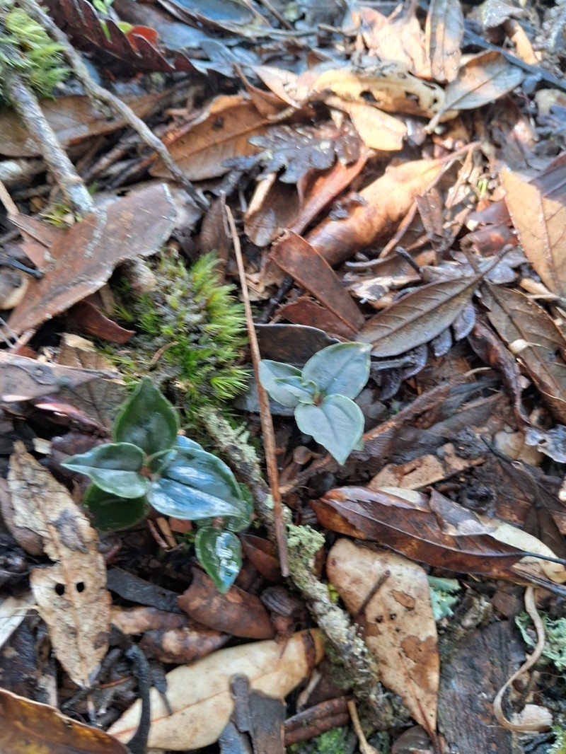 Odontochilus yakushimensis photo 4