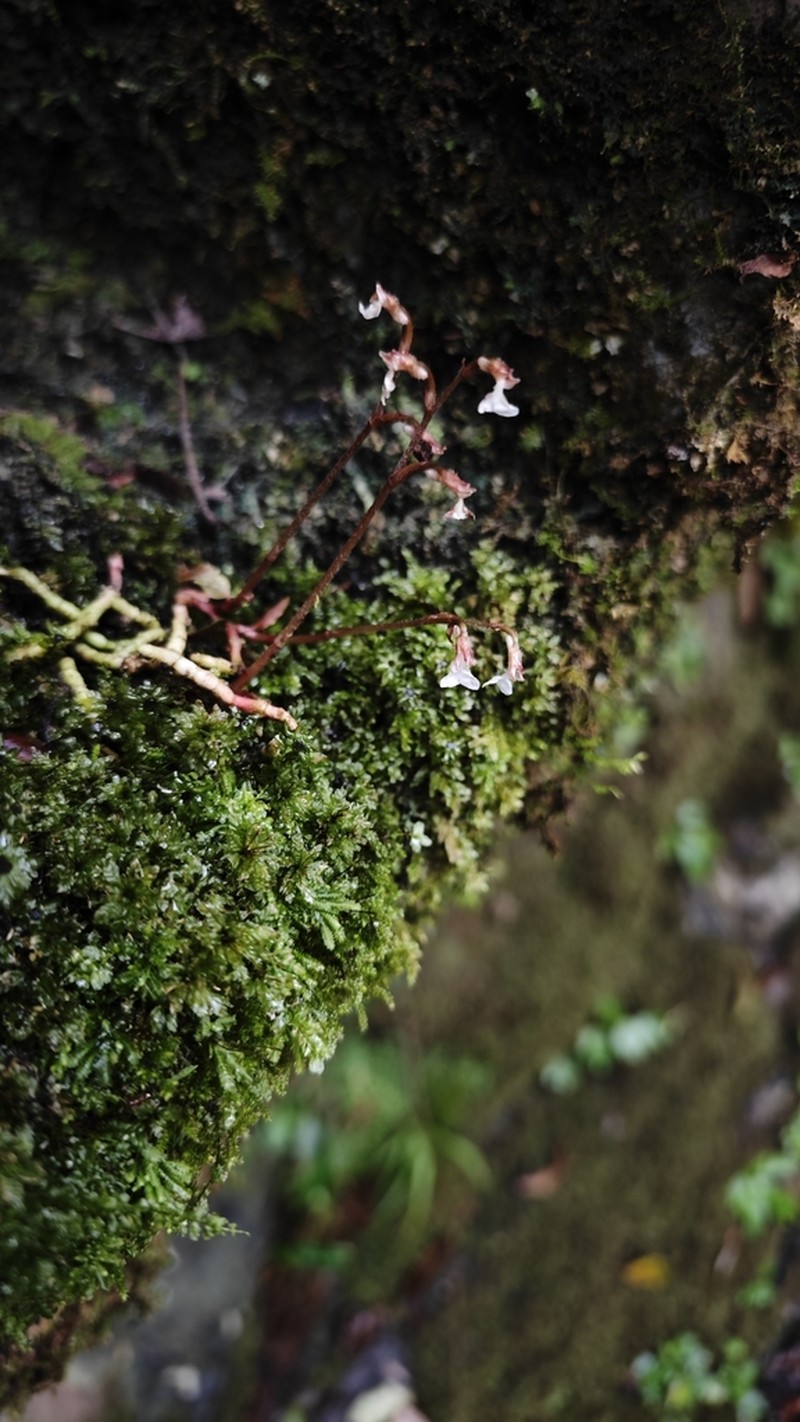 Odontochilus yakushimensis photo 5
