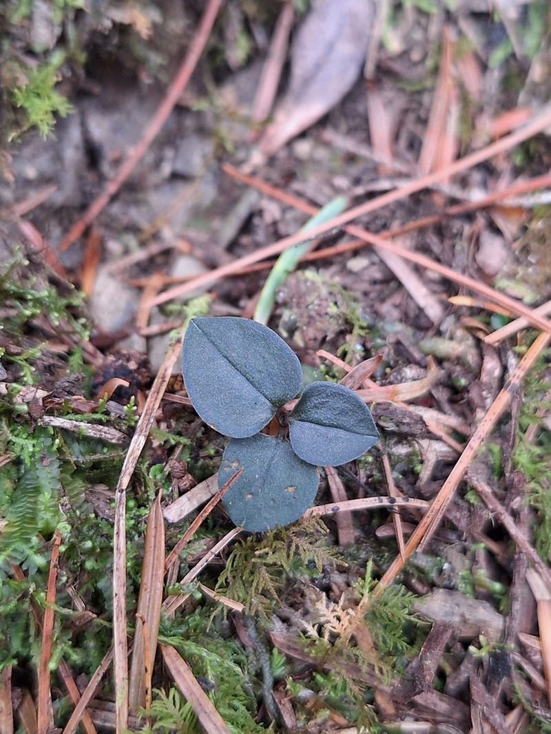 Odontochilus yakushimensis photo 6
