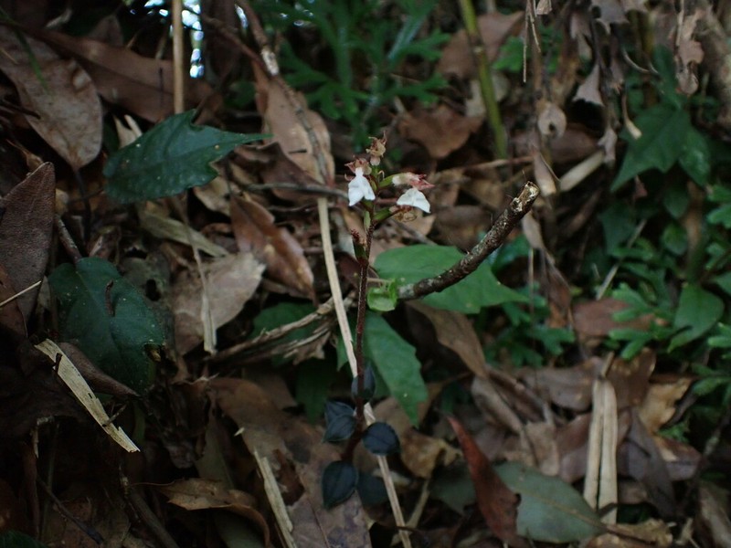 Odontochilus yakushimensis photo 7