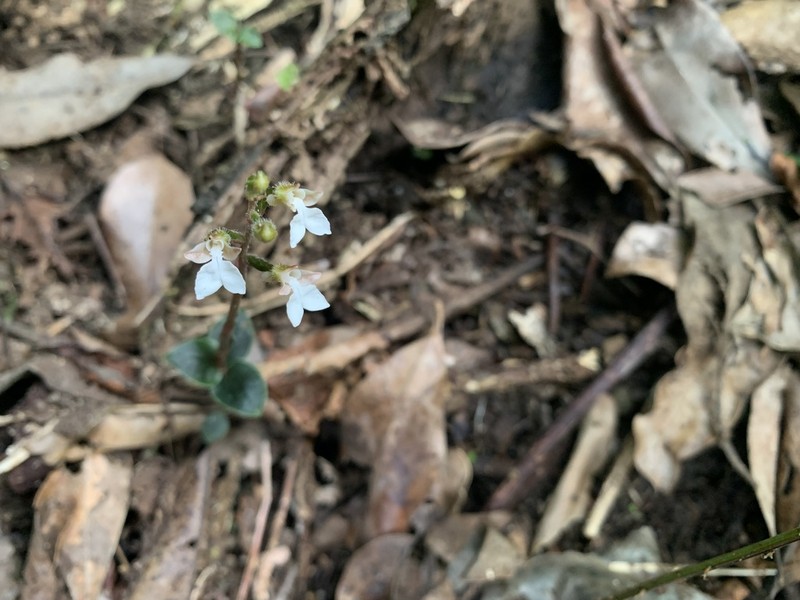 Odontochilus yakushimensis photo 8