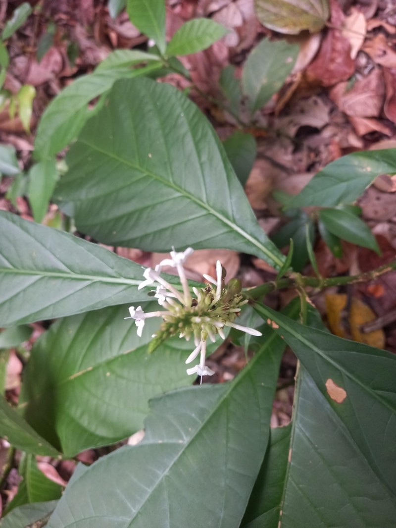 Odontonema albiflorum